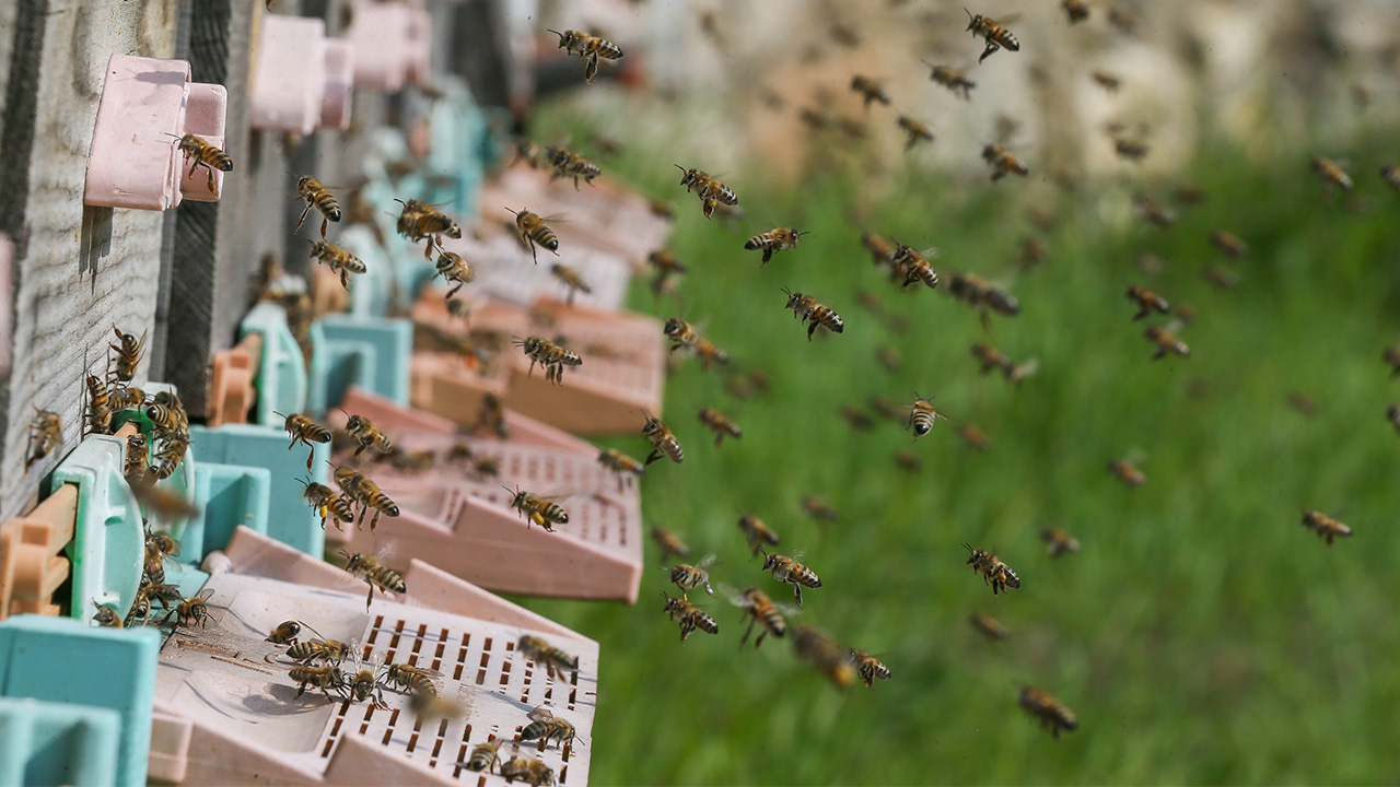 Ege Tarımsal Araştırma Enstitüsü Hayvancılık Bölümü Başkanı Üzeyir Karaca, 2008`de Türkiye`de görülen 5 arı ırkından Ege eko tipinin ıslahına başladıklarını söyledi. 