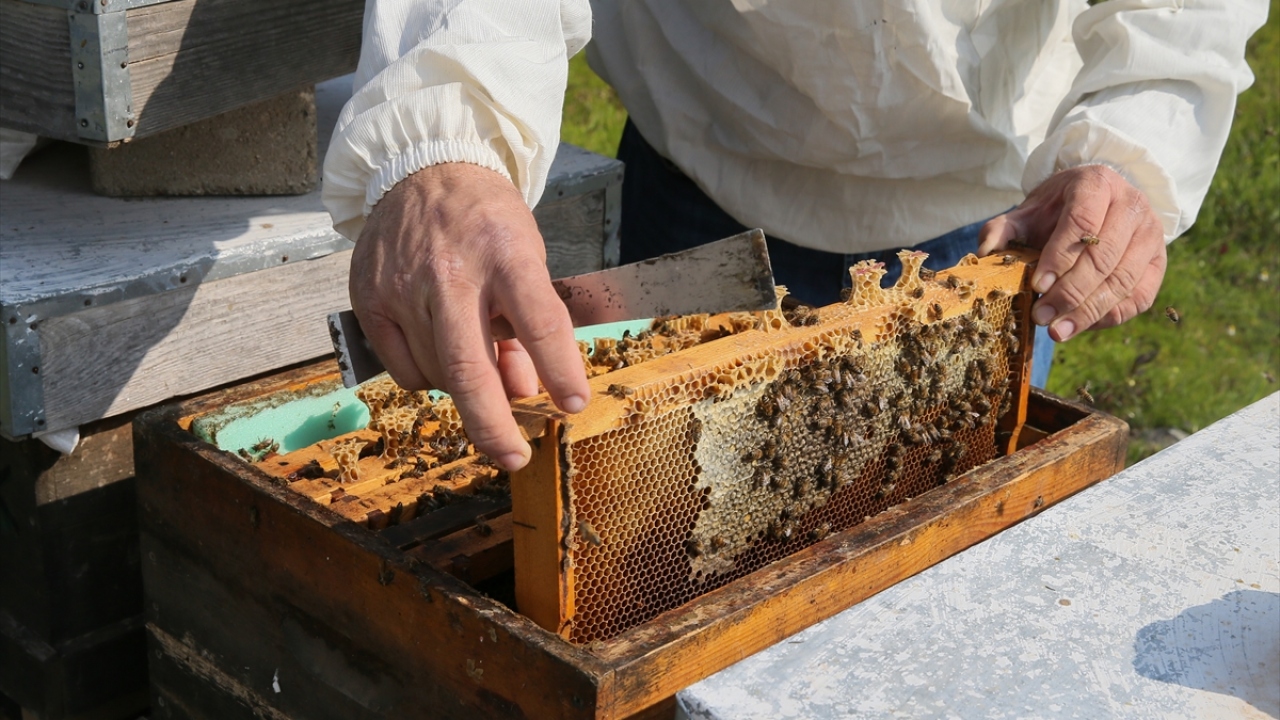 En büyük özelliği yavru alanının fazla olması