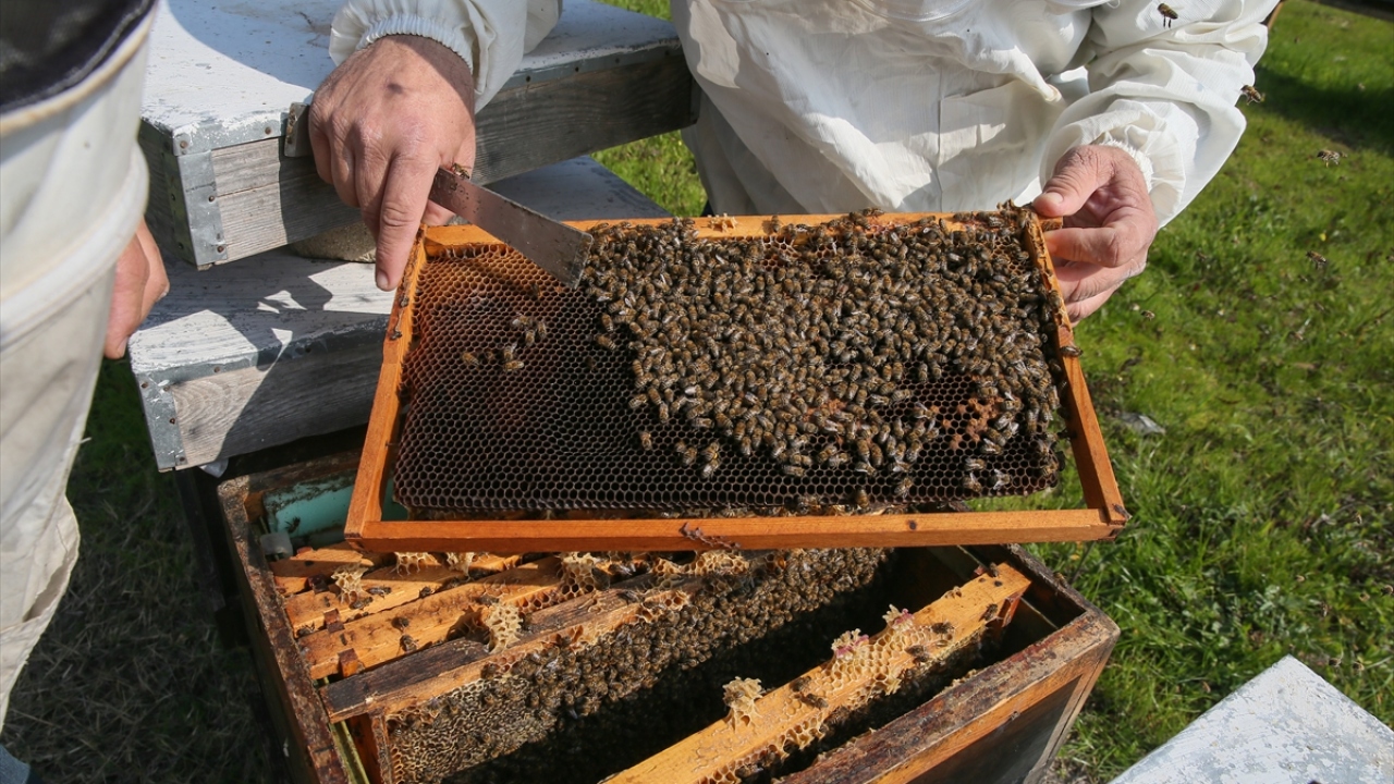 "Çam balı üretiminde büyük bir artış olmasını bekliyoruz." 