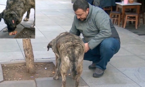 Kadıköy'deki pastane sokak köpeklerinin uğrak yeri oldu