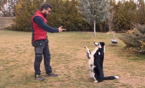 Oyuncu köpekler filmlerde her rolün üstesinden geliyor