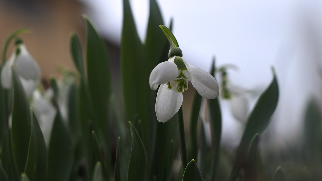 Karaman`ın Toroslar`ın üzerinde yer alan Sarıveliler ilçesine bağlı Dumlugöze köyünde, tarımsal ürün olarak bahçelerde üretilen kardelenler, köylülerin önemli geçim kaynakları arasında yer alıyor.
