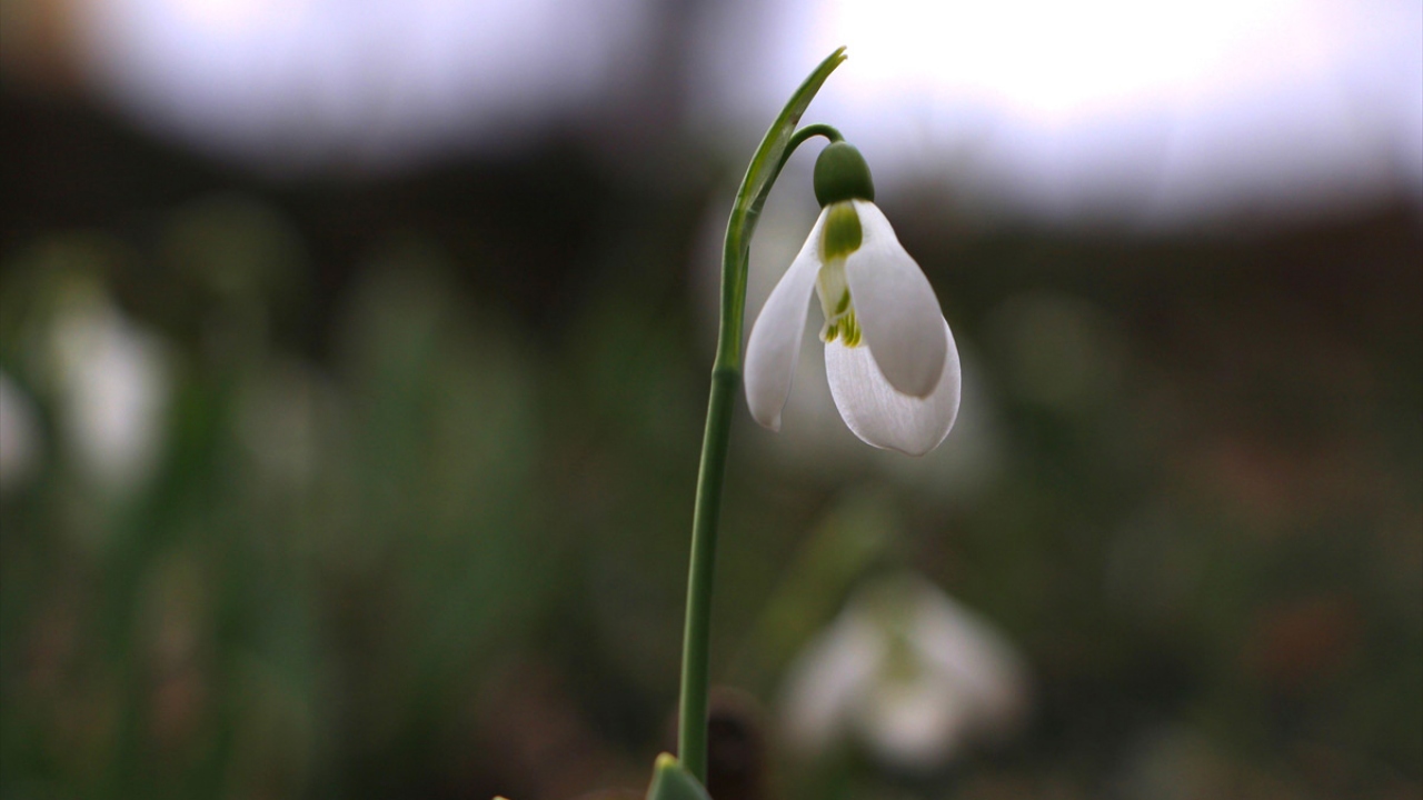 "Kardelen doğallığın, temizliğin ve narinliğin simgesi."