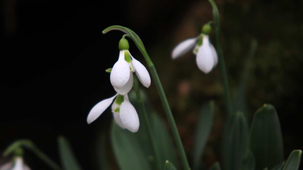 Baharın müjdecisi kardelenlerin açmaya başladığı köylerine doğa dostlarını ve alıcıları bekleyen köylüler, yeni pazar bulunması için yetkililerden destek istiyor.