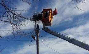 Yuvalar leylekler için hazırlandı