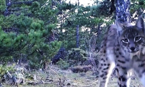 Drone ile yaban hayvanları takibi