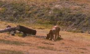 Sirkten kurtarılan 4 aslan Turkish Cargo ile özgürlüğüne kavuştu