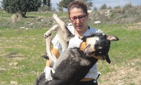 Kafası pet şişeye sıkışan köpek kurtarıldı