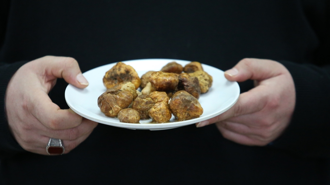 Yer altında yetişen ve görüntüsü patatese benzeyen keme, dağlık bölgelerde yağışlara bağlı olarak ortaya çıkıyor.