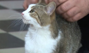 Rizeli esnaf ve kedisi "Kanki"