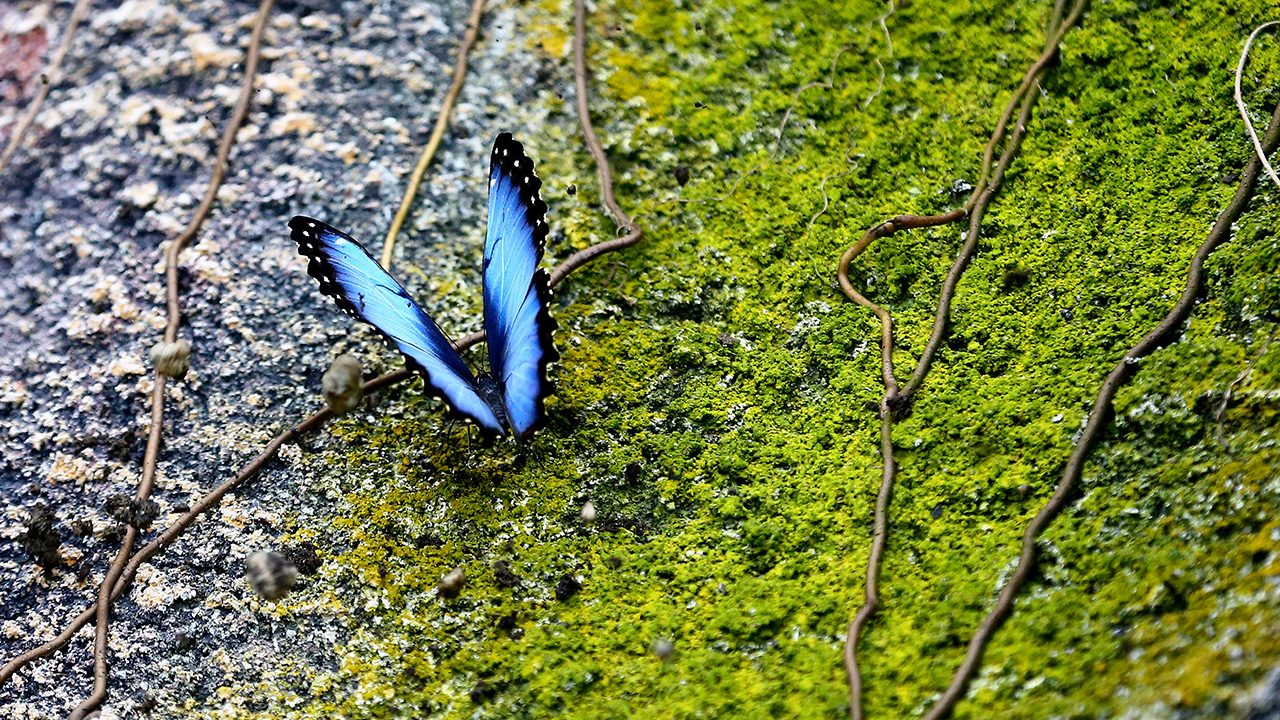 Tropikal bahçede, kelebeklerin hayatta kalabilmesi için 28 derece sıcaklık, yüzde 80 nem oranının sabit tutulması gerektiğinden özel iklimlendirme sistemi bulunuyor.