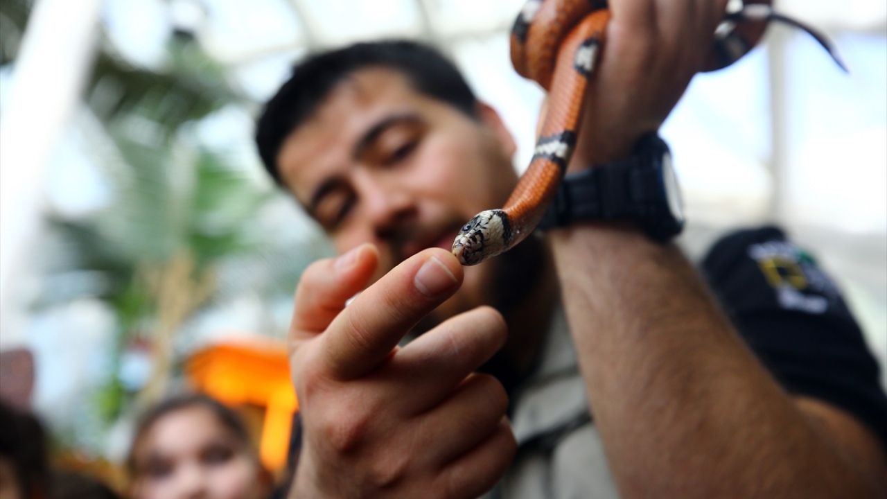 Tropikal bahçede, yılan türleri de bulunuyor.