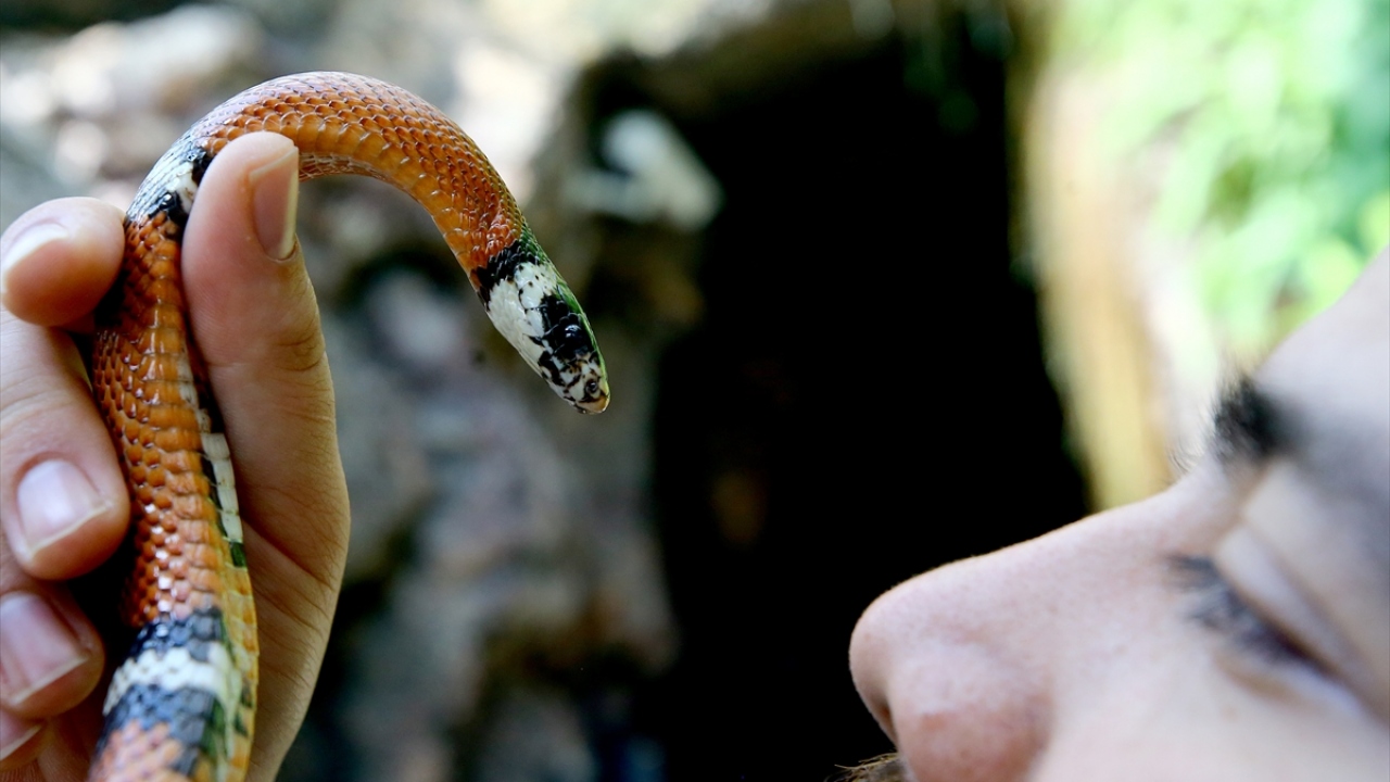 Tropikal bahçede, tropikal sit yılanı da yaşıyor.
