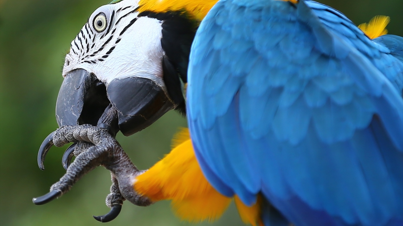 Tropikal bahçede, tropikal iklim papağanları da yaşıyor.