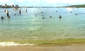 Avustralya sularını plastik atıklardan temizliyorlar