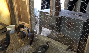 Rizeli aile tavuklar üşümesin diye kümese soba kurdu