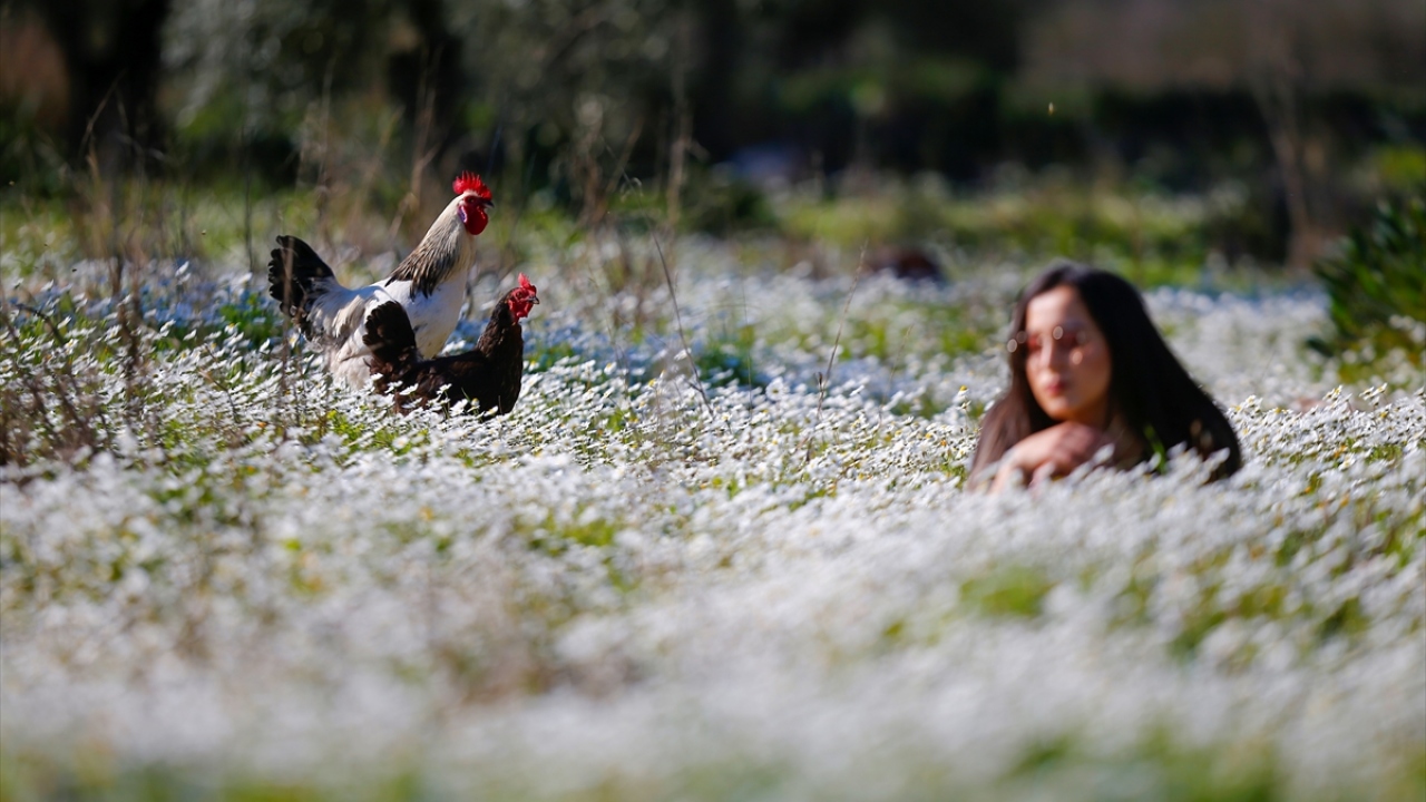 Antalya halkı ve turistler, şu sıralar baharın getirdiği eşsiz manzaranın tadını çıkarıyor.