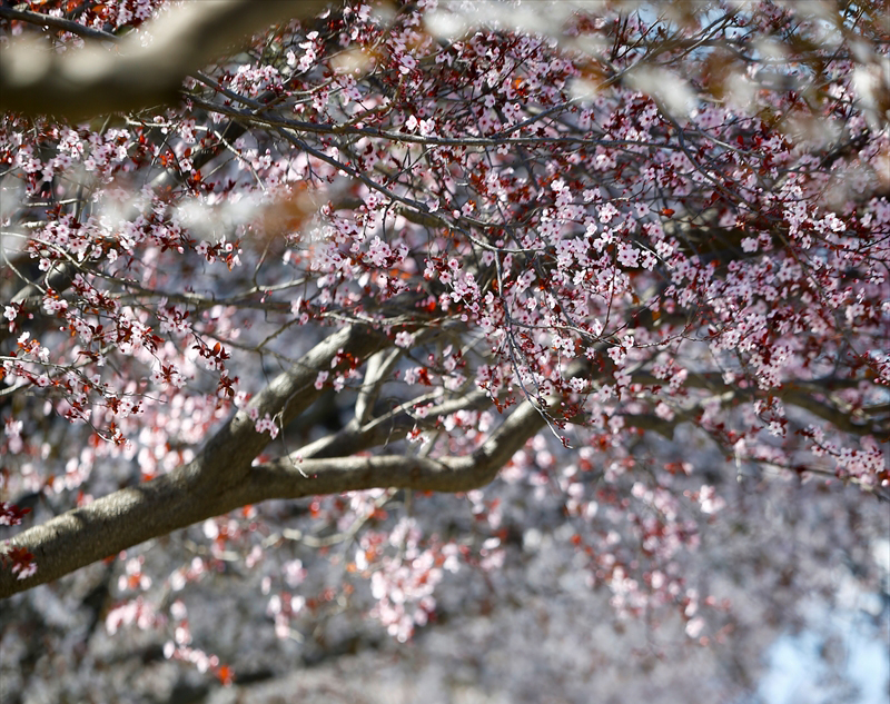 Baharla çiçeklerin açtığını, doğanın coştuğunu, her yerin cıvıl cıvıl olduğunu anlatan Aksoy, Türkiye`nin bitki çeşitliliğine dikkati çekti. 