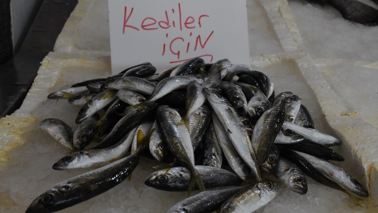 Yazkan, tezgahın bir bölümüne hayvanların severek tükettiği istavrit koyarak "kediler için" yazısı astı.