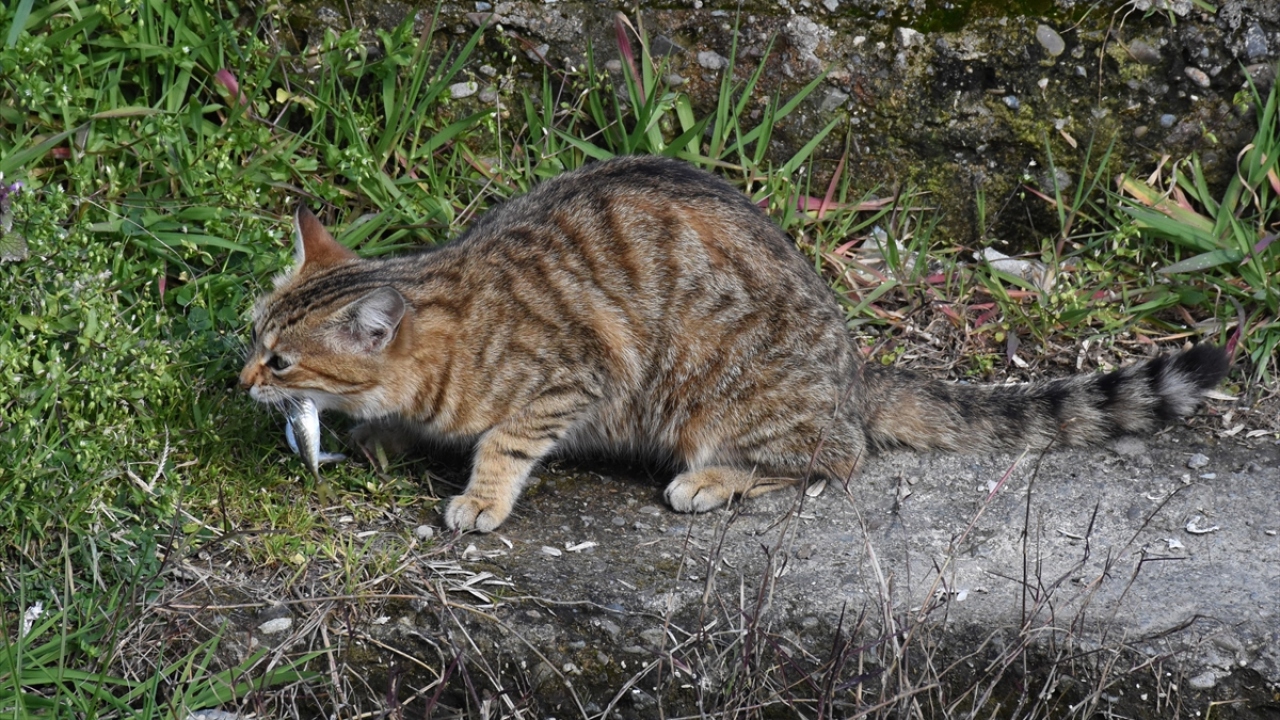 Yazkan, hayvan sevgisinin önemine işaret ederek, şunları kaydetti: