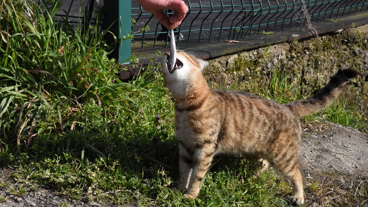 "İstavrite hayır demiyorlar."