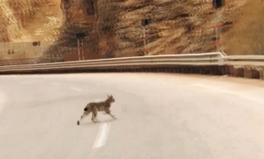 Yol kenarına inen vaşak cep telefonu ile görüntülendi