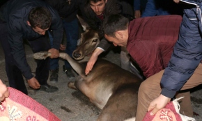 Yaralı geyik tedavi altına alındı