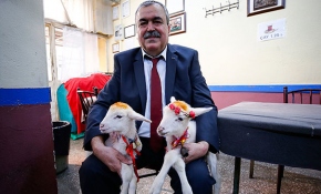 İkiz kuzulara "bebek gibi" bakıyor