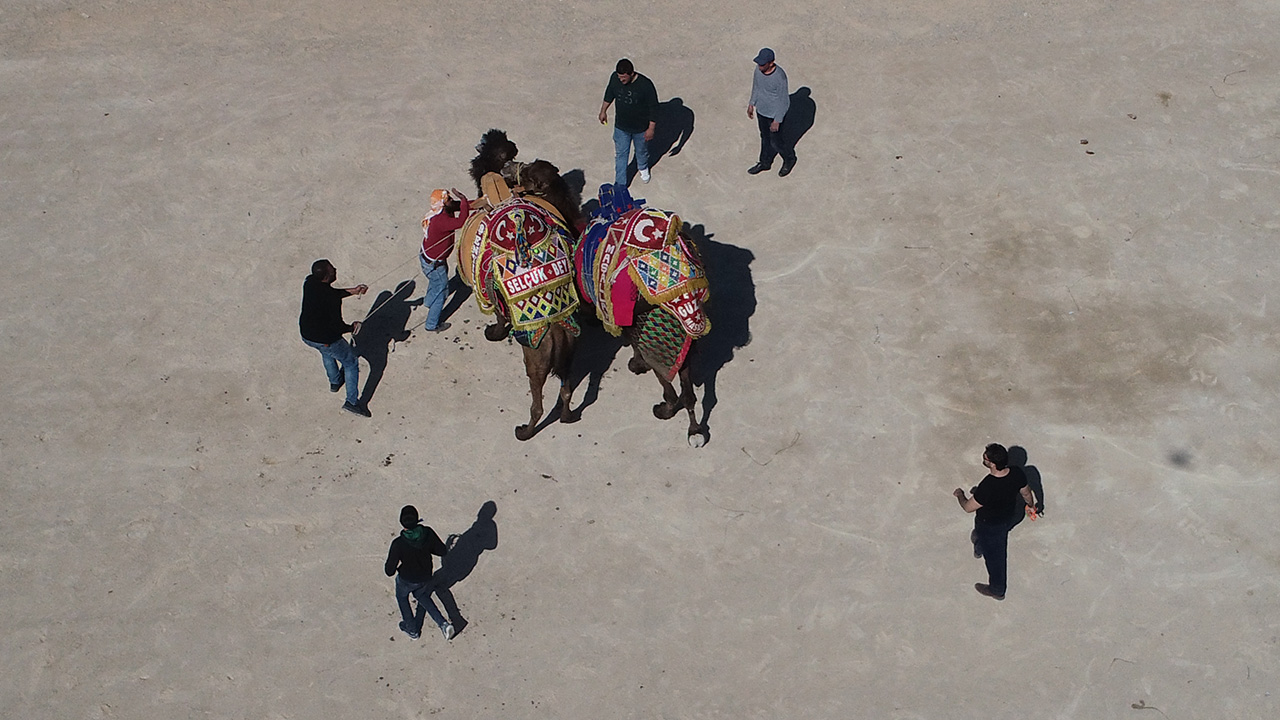Bayraklı Belediyesince Smyrna Meydanı`nda düzenlenen festivalde, İzmir, Çanakkale, Balıkesir, Aydın, Muğla ve Manisa`dan 200 deve güreşti.