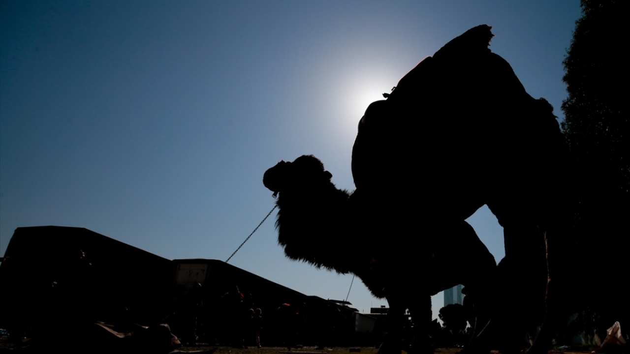 Güreşleri izlerken piknik de yapan vatandaşlar, mangalda deve sucuğu pişirdi.