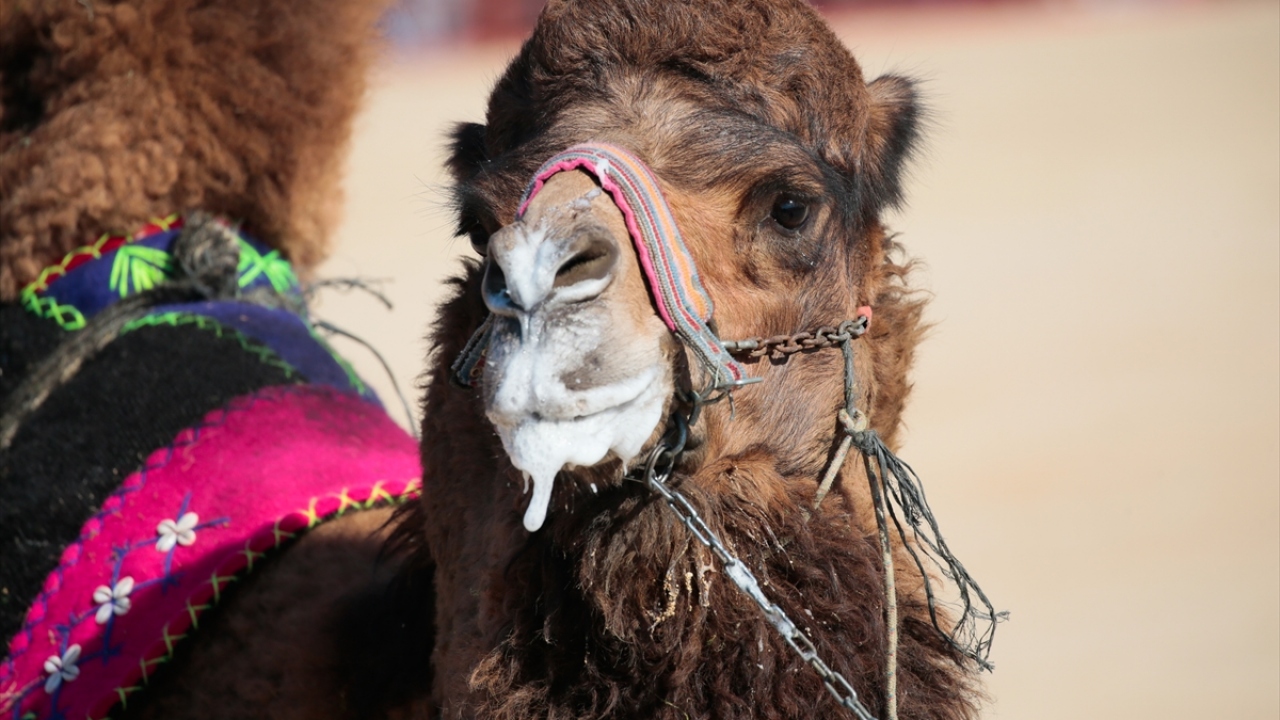Develerden birinin rakibini sahadan kaçmaya zorladığı anlarda, güreş tutkunları heyecan yaşadı.