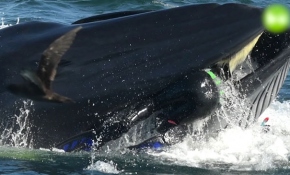 Dev balina dalgıcı yuttu, tadını beğenmeyince geri bıraktı