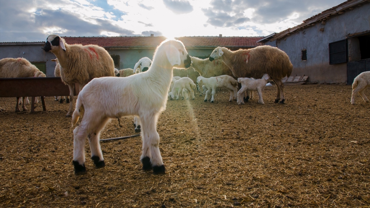 Buluşma saatinin yaklaşmasıyla kuzular ağılda, koyunlar ise dışarıda sabırsızlanırken, kapının açılmasıyla anneler ve yavruları birkaç dakika içinde birbirini koklayarak buluyor.