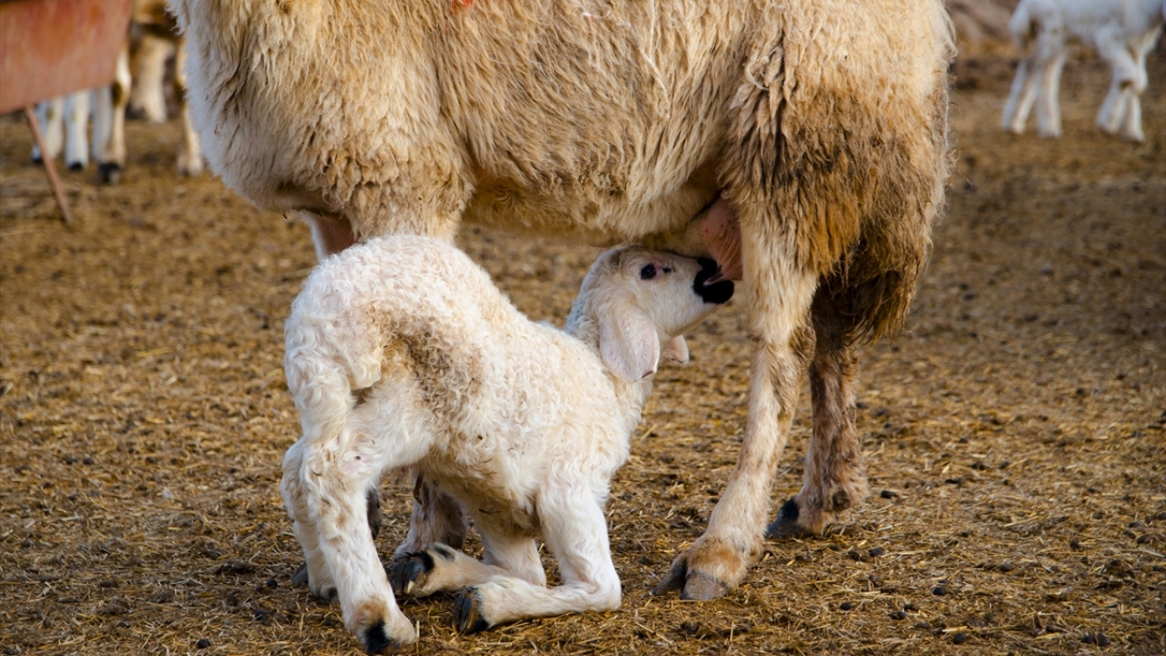 Kokularından tanıdıkları annelerini bulunca hemen emmeye başlayan kuzuların bu buluşması, yaz dönemine kadar sürüyor. 