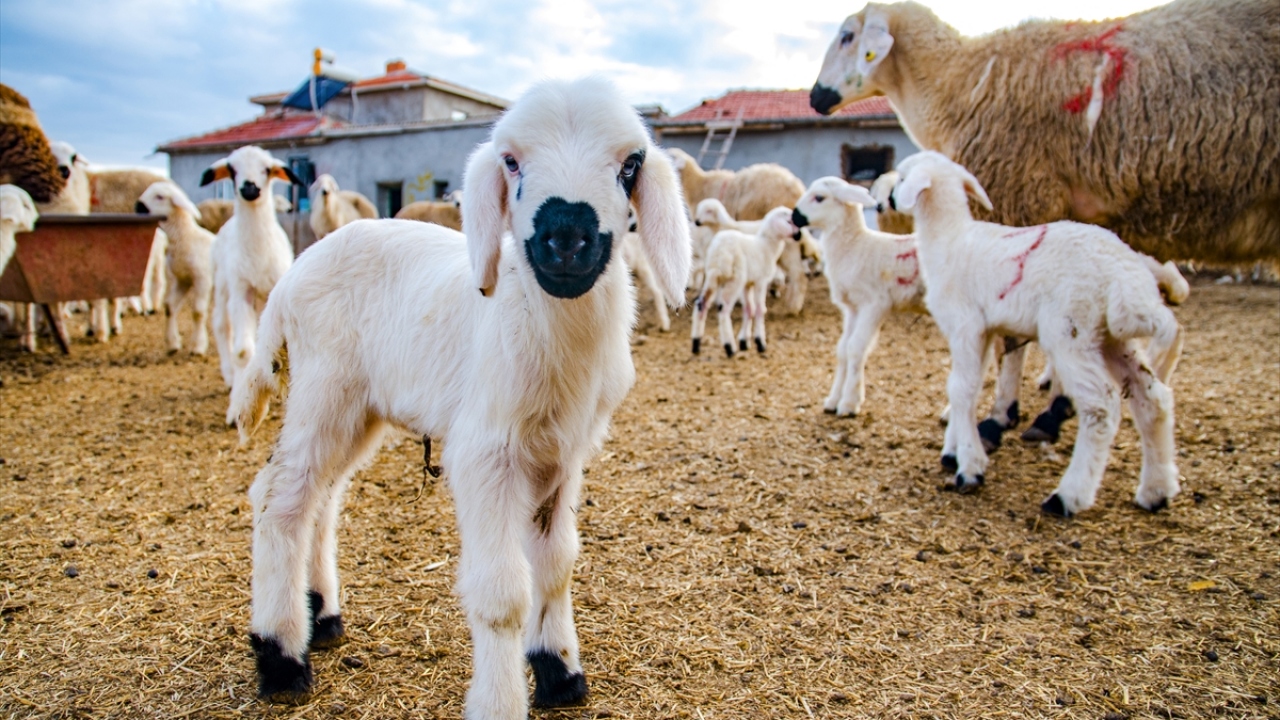 "Koyun çok bereketli bir hayvan"