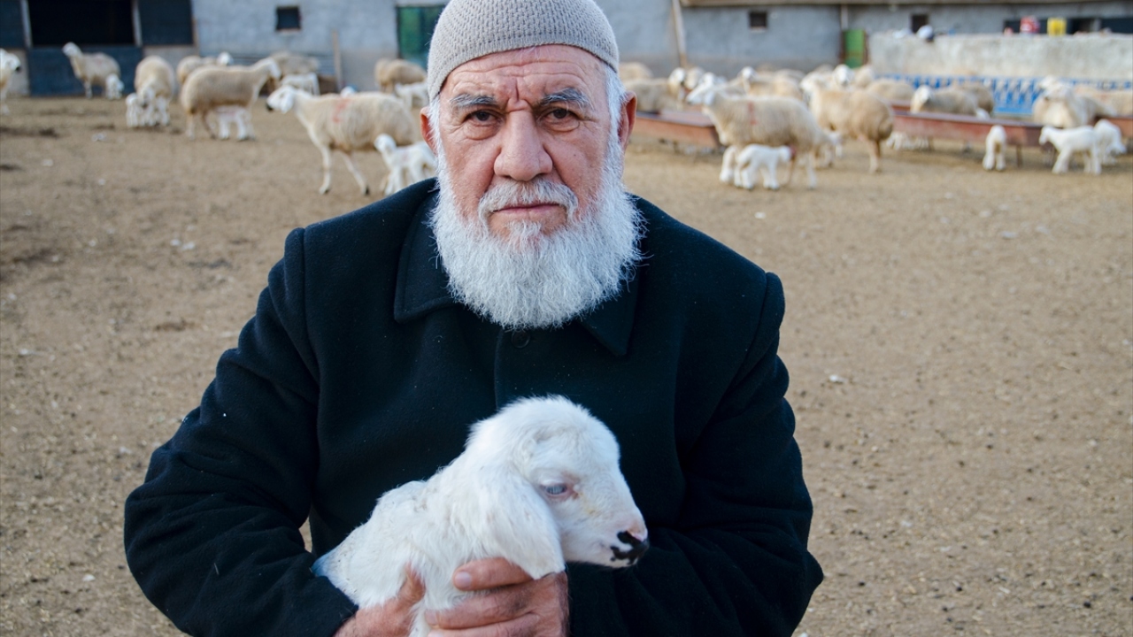 Sarayönü ilçesinin, koyunculuğun en yoğun yapıldığı mahallelerinden Gözlü`de, ailesiyle çiftçilik yapan 69 yaşındaki Necdet Gözlü, yaptığı açıklamada, yeni doğan her kuzuyla ağıldaki bereketin daha da artırdığını söyledi.
