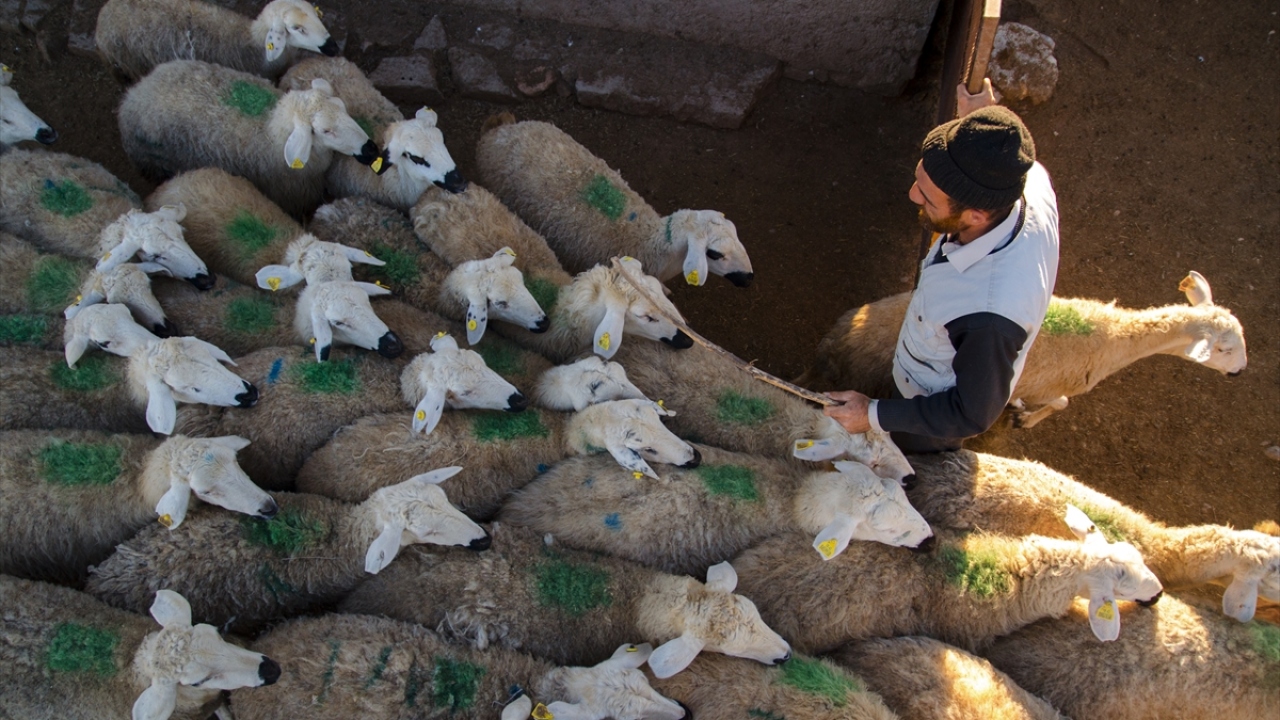 Meraya otlatmaya götürülerek beslenen koyunlardan ayrı olarak ağılda tutulan kuzuların, anneleriyle buluşma anı ise renkli görüntülere sahne oluyor.