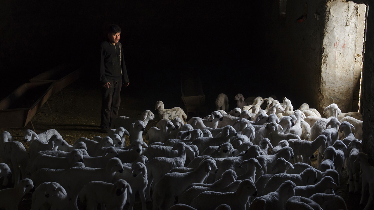 Türkiye`de, büyükbaş hayvan sayısı ile ilk, küçükbaş hayvan sayısı ile ikinci sırada bulunan ilde, üreticiler kuzuların sağlıklı doğması için bugünlerde tam gün mesai yapıyor. 