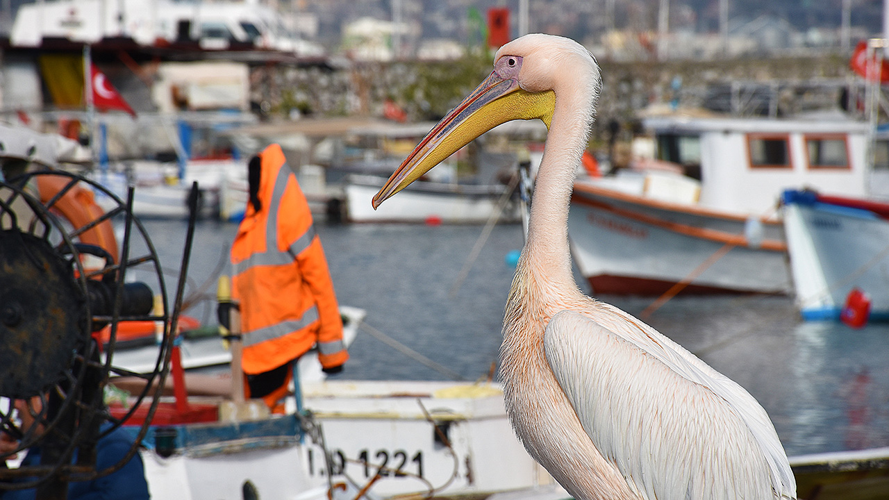 Yaklaşık 3 yıl önce balıkçılar tarafından İskenderun sahil açıklarında yaralı olarak bulunan pelikanlar, o günden beri hayatını ilçedeki balıkçı barınağında sürdürüyor. 