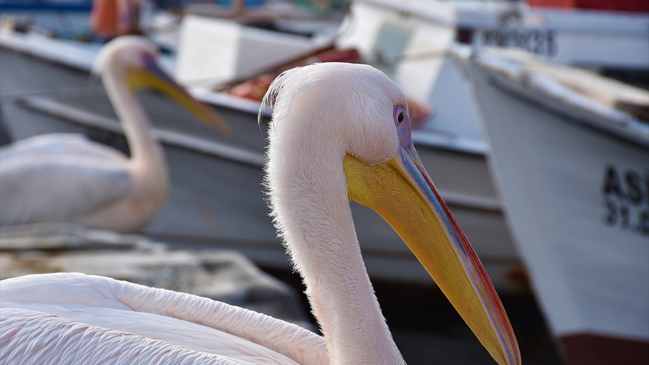 Bölgenin maskotu haline gelen "Garip" ve "Yaban" adı verilen pelikanları, esnaf ve çevre sakinleri elleriyle besliyor. 