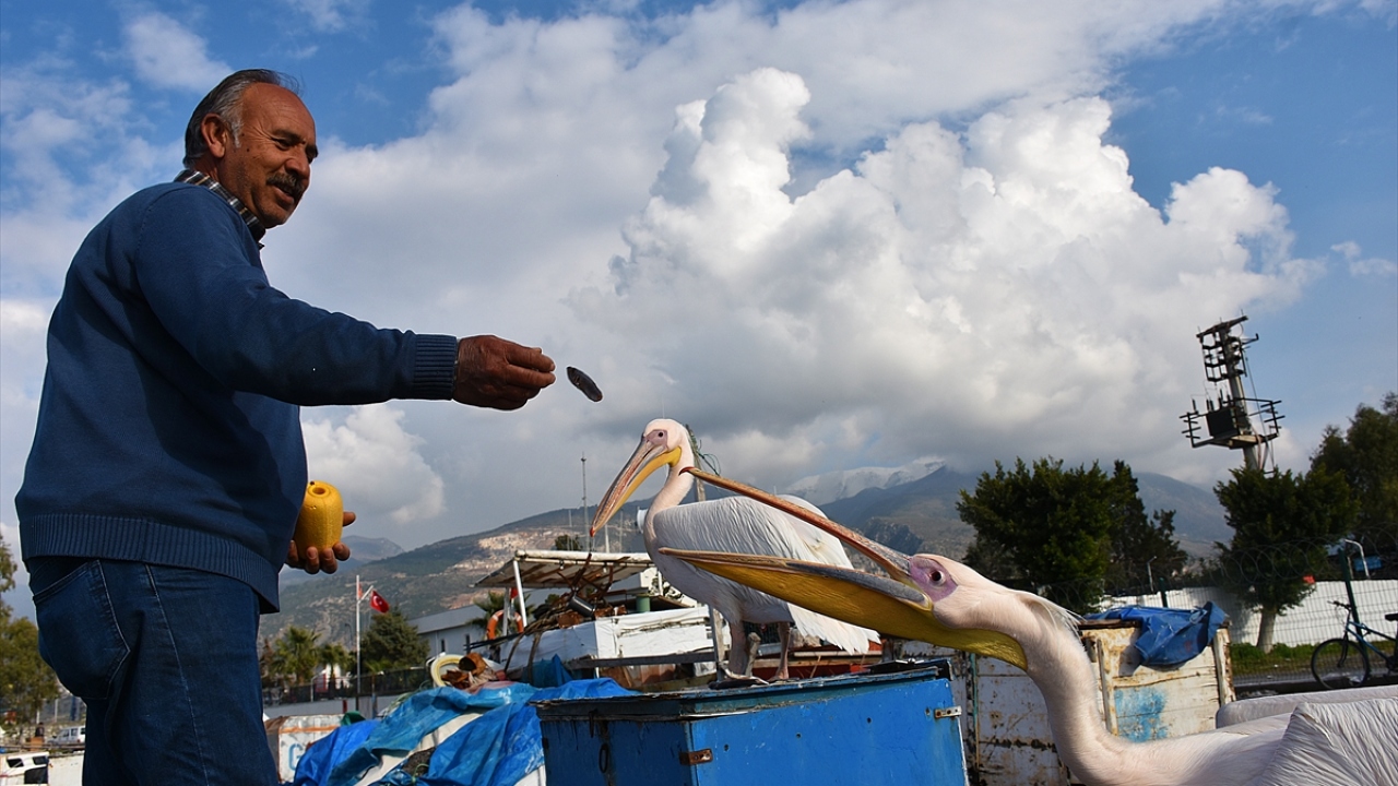 Tekneler arasında dolaşan ve insanlardan kaçmayan pelikanlar, ilçe halkı tarafından da özenle korunuyor.