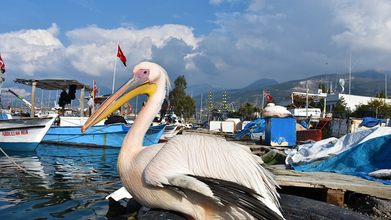 Balıkçı Muzaffer Enencür, yaklaşık 3 yıl önce karaya 2 saatlik uzaklıkta kanadı kırık 2 pelikan bulduklarını söyledi.