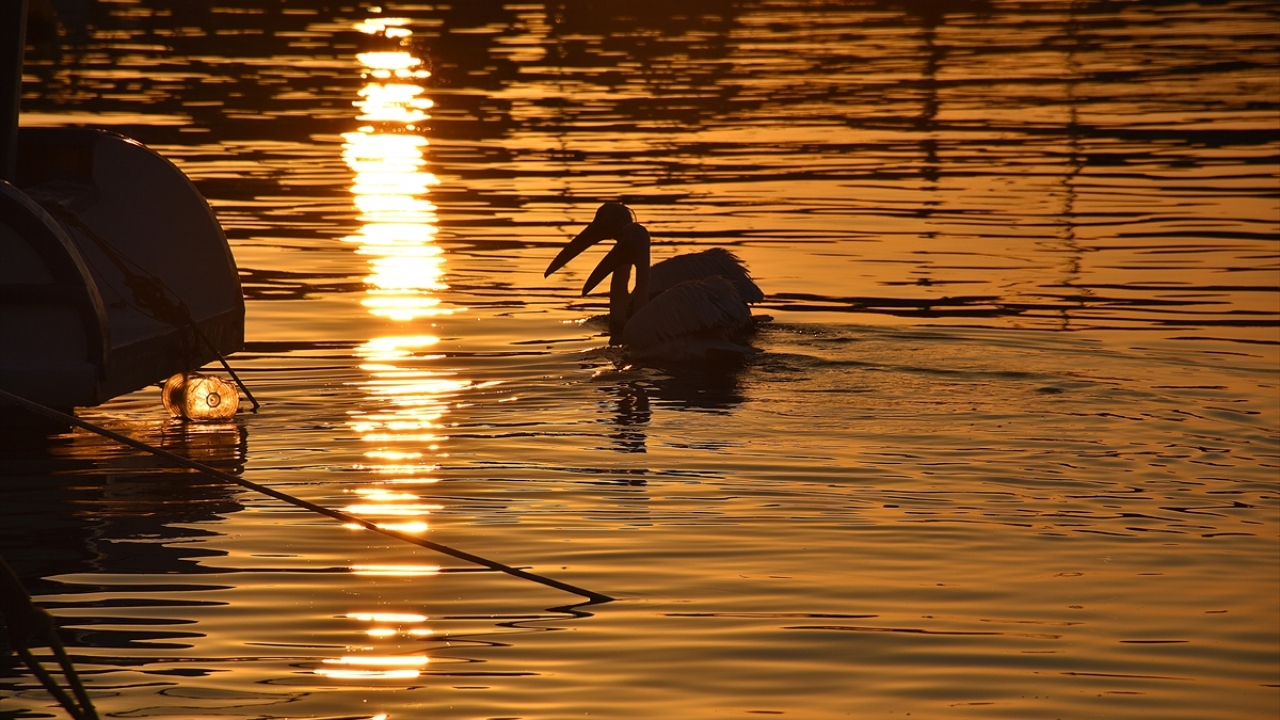 "Artık barınağımızın birer sakinleri oldular."