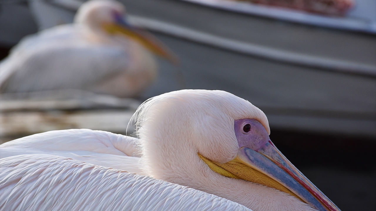 Vahit Aytekin de pelikanların adeta sadakat örneği gösterdiklerini, özellikle çocukların sevgilisi haline geldiklerini ifade etti.