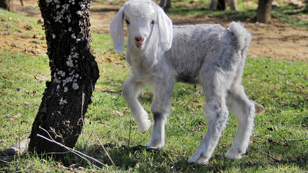 Zaman zaman anaokulu öğrencilerinin de öğretmenleri eşliğinde çiftliklerini ziyaret edip kuzuların süt koşusuna tanık olduğunu ifade eden Küçük, çocukların bu manzarayı ilgiyle izlediğini kaydetti.