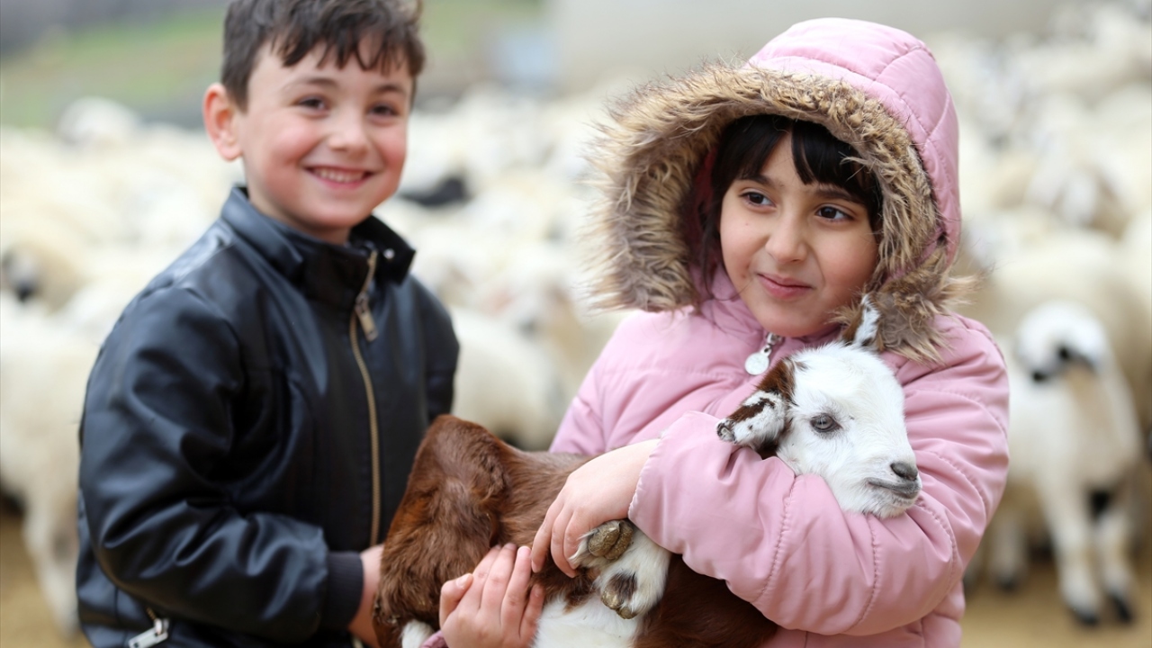 Annelerinden ayrı yerlerde tutulan kuzular, bulundukları ağılın kapısının açılmasıyla büyük heyecanla koşmaya başlıyor. Kuzuların yüzlerce hayvan arasından annesini kısa sürede bularak süt emmesi, renkli görüntüler oluşturuyor.