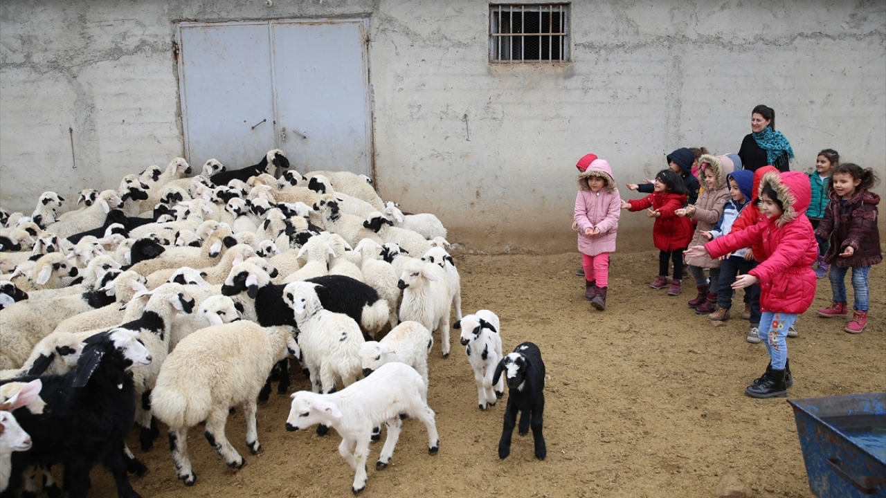 Öğrencilerden Nilsu Demet Özgeç, ilk kez yakından gördüğü kuzuların, anneleriyle buluşma anını heyecanla izlediğini söyledi.