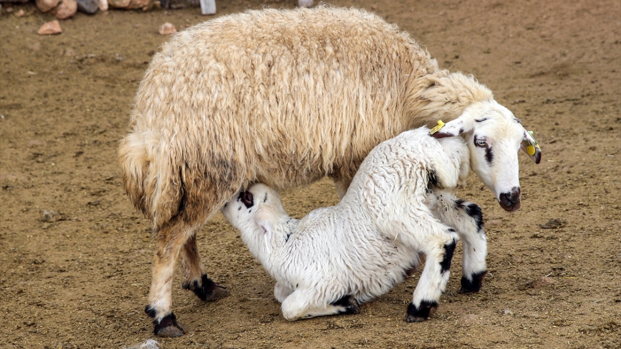 "Her yavru annesini sesi ya da kokusundan buluyor"