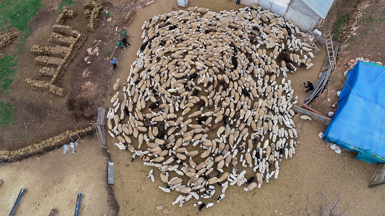 Türkiye`de küçükbaş hayvancılığın yoğun yapıldığı Elazığ`da, her yıl şubatın ortalarında başlayan ve nisana kadar süren doğumlarla ağılları dolduran kuzular, süt emmeleri için sabah ve akşam saatlerinde anneleriyle buluşturuluyor.
