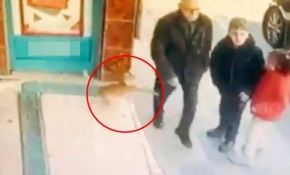 Marketin önünde bekleyen kedi erkeklere ve köpeklere saldırıyor
